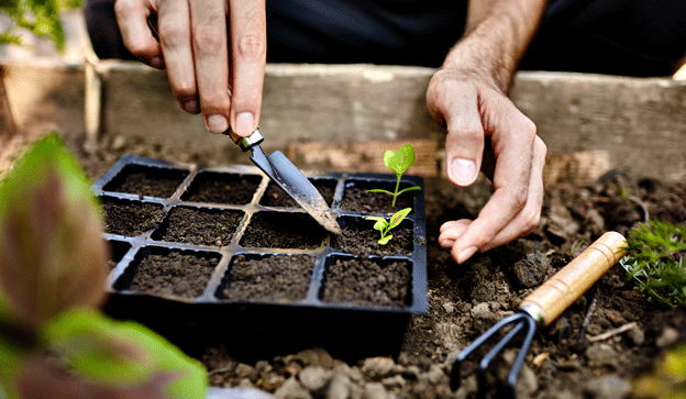 Curso de Huerto urbano Ecológico