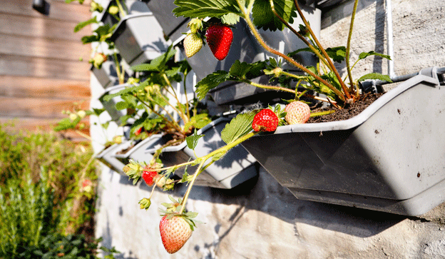 Curso de Huerto urbano Ecológico