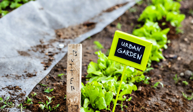 Curso de Huerto urbano Ecológico