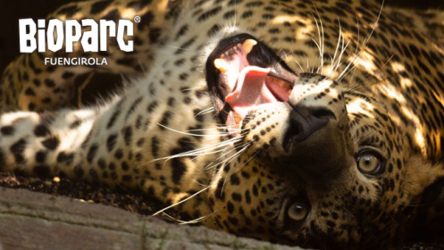 BIOPARC Fuengirola Verano 2026