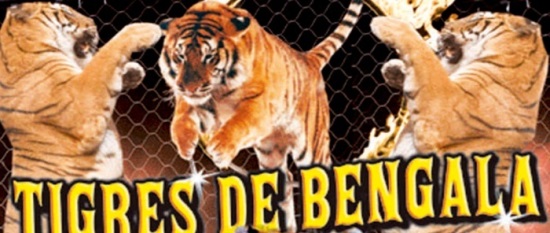 tigres