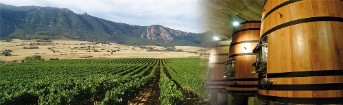 BODEGAS